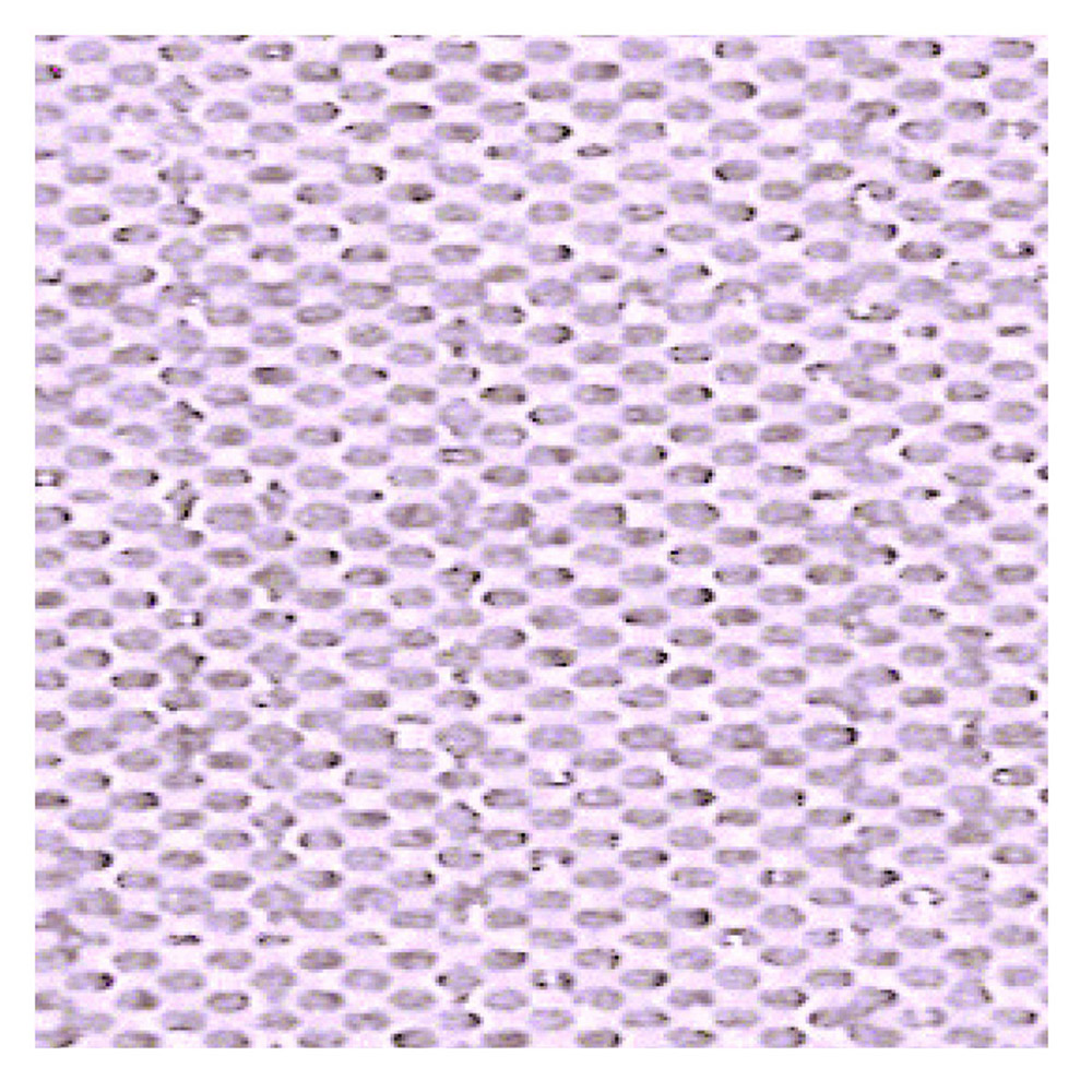 SERVIETTE PARME X700